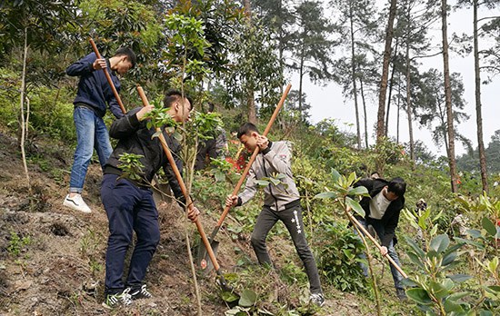 图一 志愿者们给树苗除草.jpg